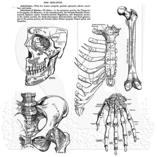 Tim Holtz - ANATOMY CHART - cling razítka